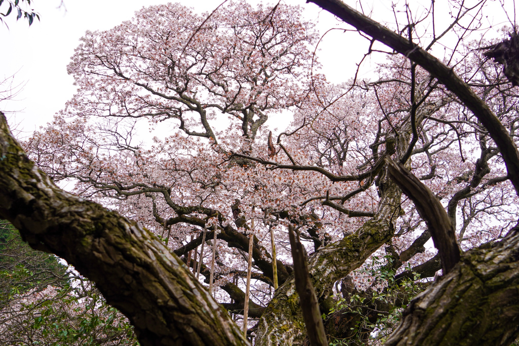 枯れ枝の先の大桜2