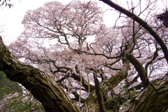 枯れ枝の先の大桜2