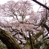 枯れ枝の先の大桜2