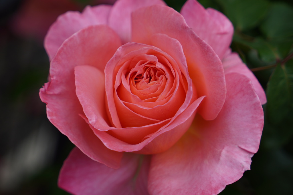 薔薇