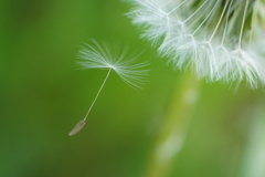 綿毛……飛んでいく～