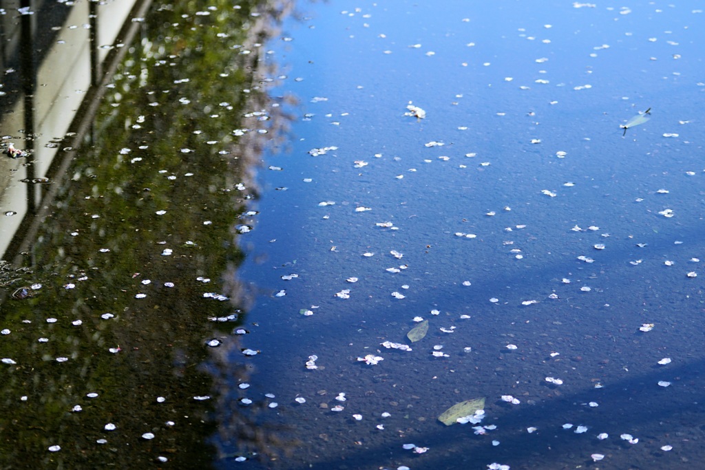 水溜まり遊び3