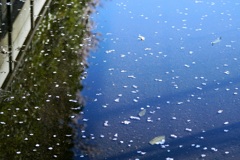 水溜まり遊び3