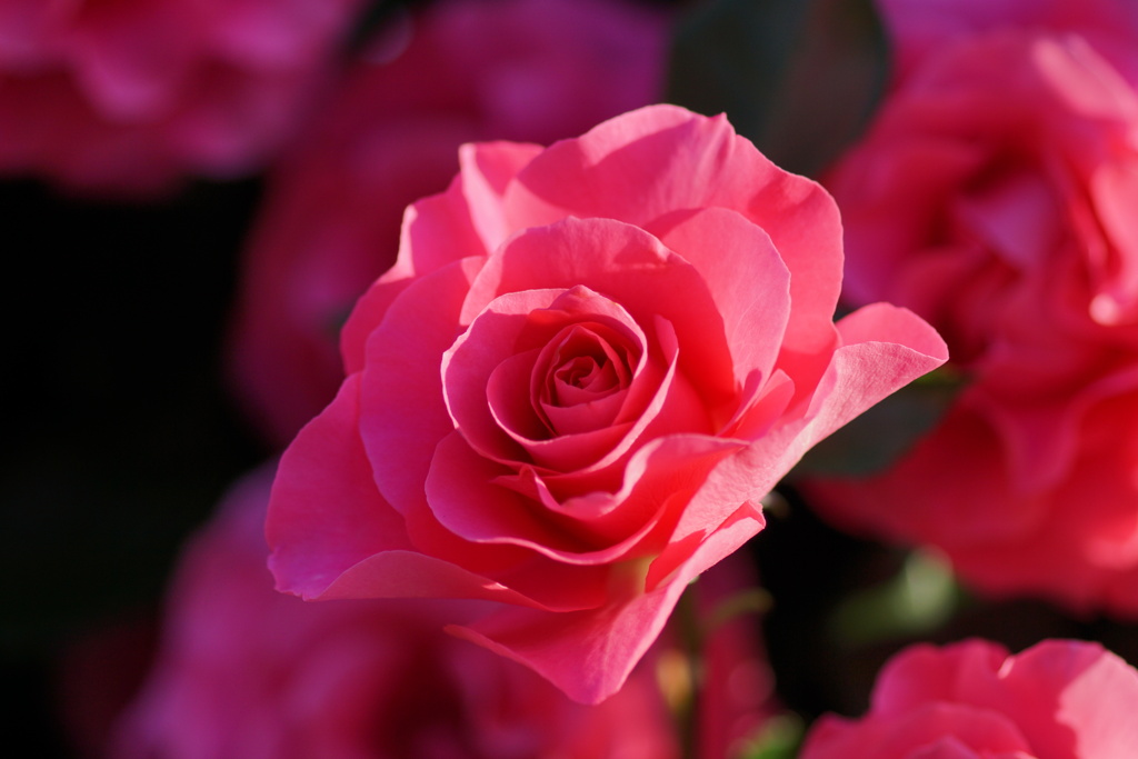 薔薇