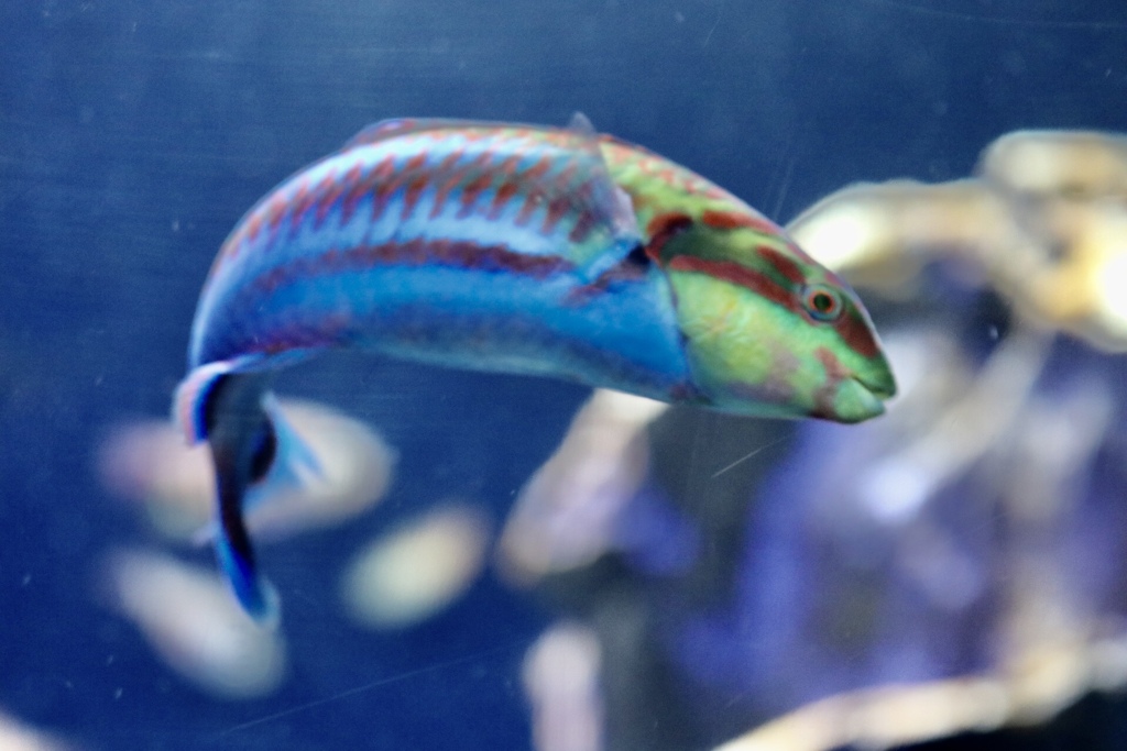 blur fish