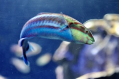 blur fish