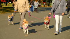 昭和記念公園（秋）