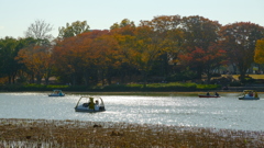 昭和記念公園（秋）