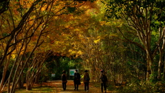 昭和記念公園（秋）