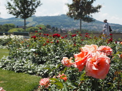 高台の薔薇