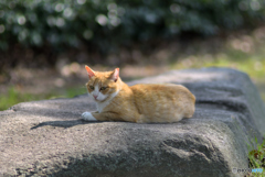 野良猫の玉座Ⅱ