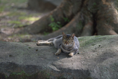 さくら猫