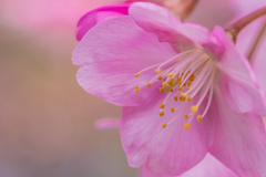 河津桜のマクロ撮影