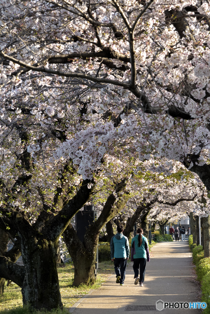 桜の回廊