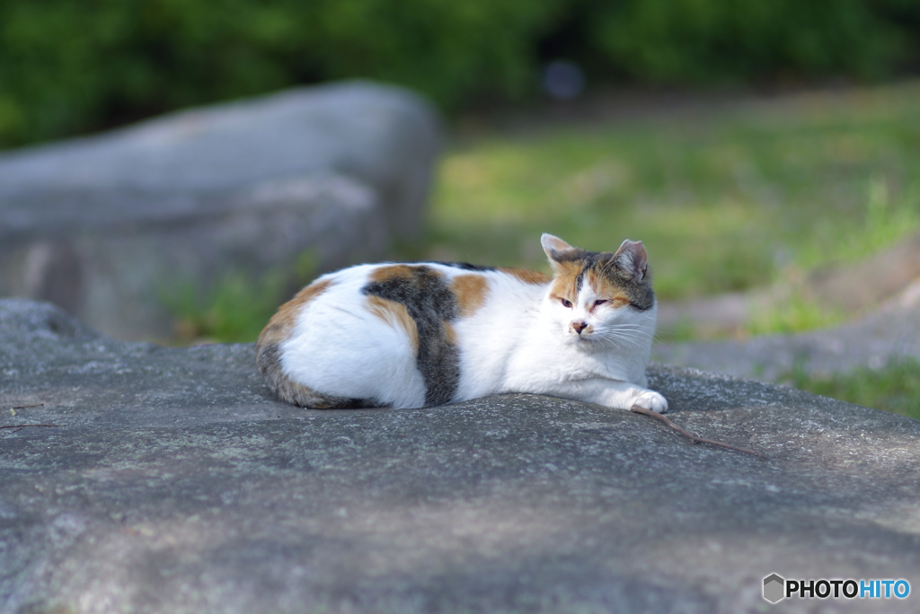 野良猫の玉座