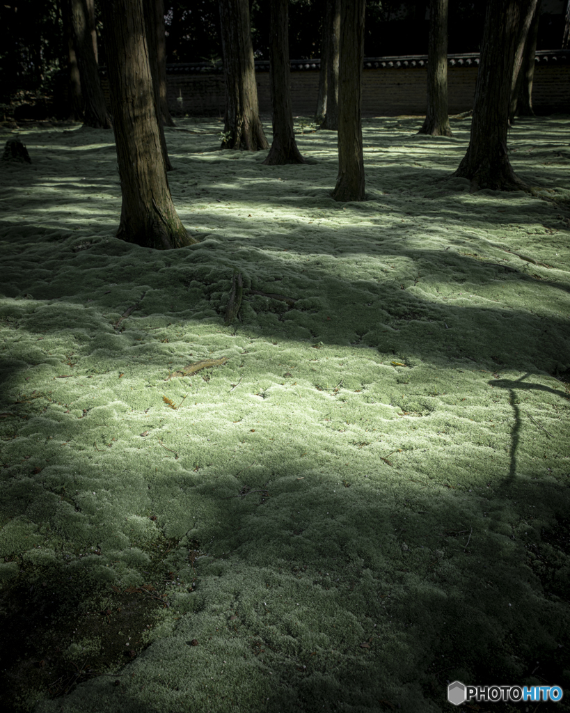 Moss