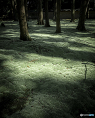 Moss