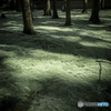 Moss