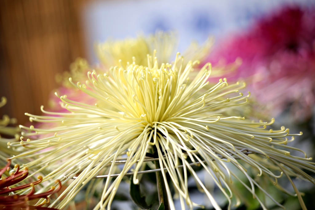 管物：泉郷高峰