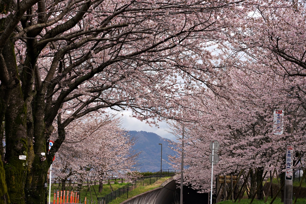 桜満開③