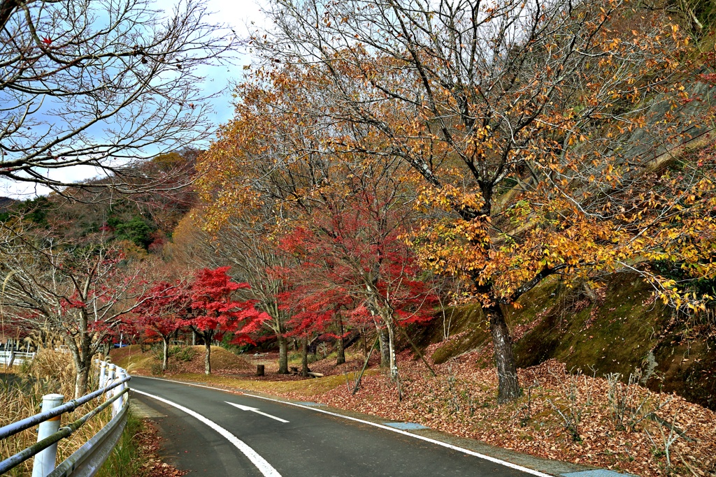 丹沢湖紅葉ロード①