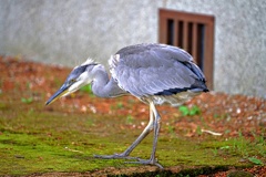 野良サギ散歩①