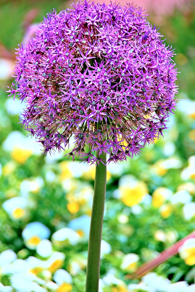 紫の花火：アリウム・グローブマスター