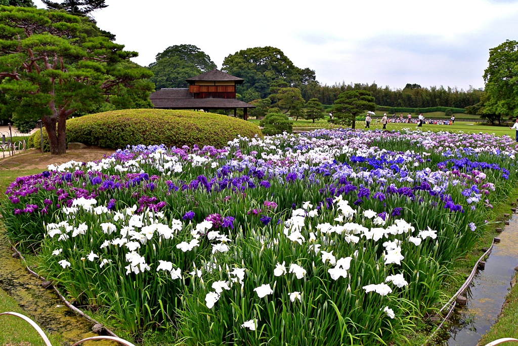 岡山後楽園花菖蒲畑