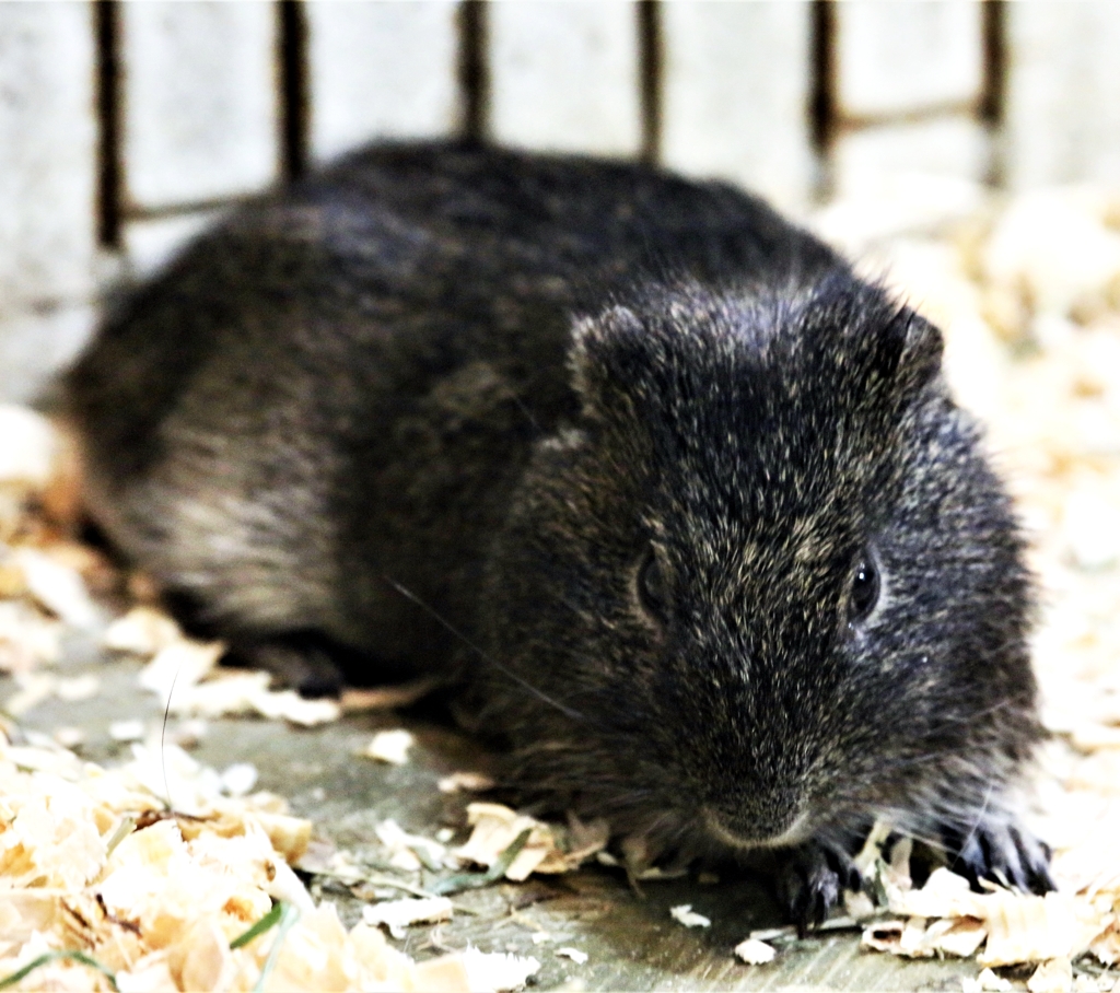 ミッキー？かもしれま編：パンパステンジクネズミ