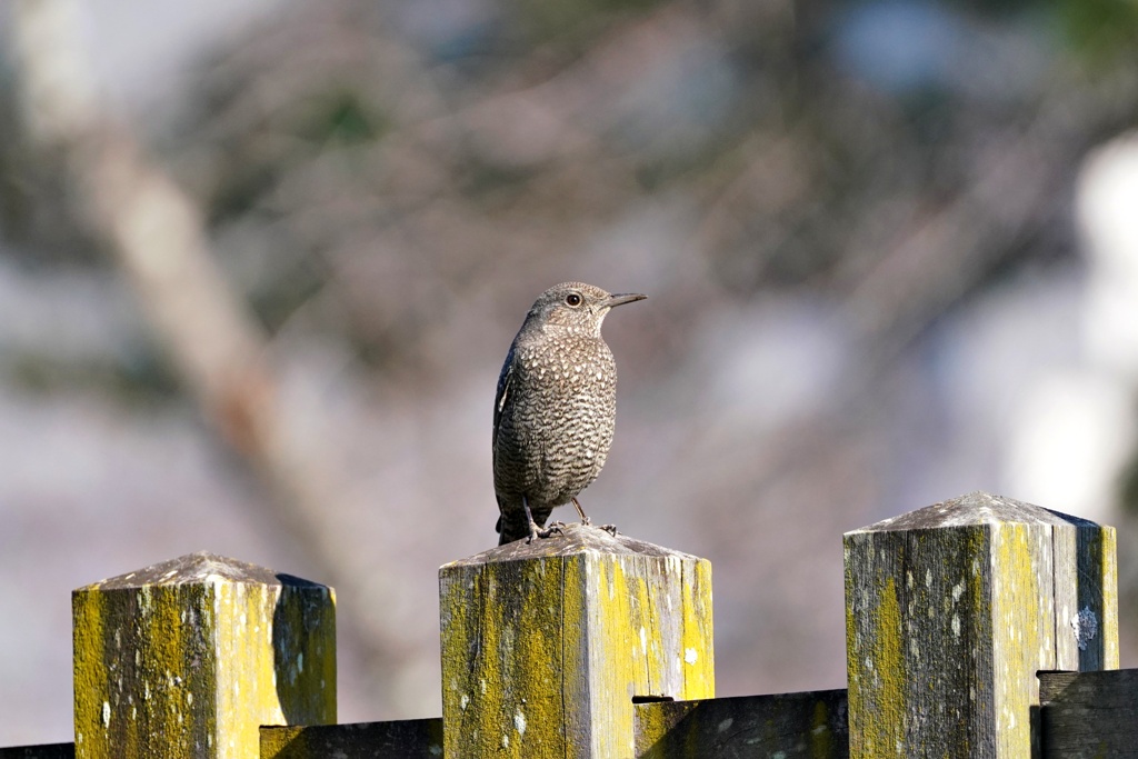 イソヒヨドリ幼鳥