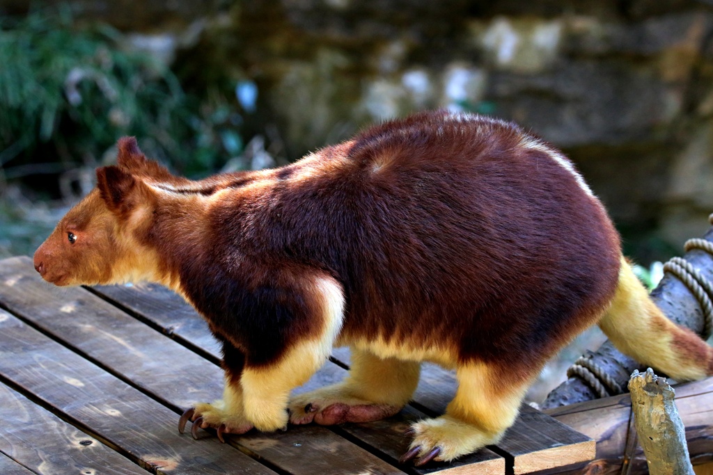 ②セスジキノボリカンガルー