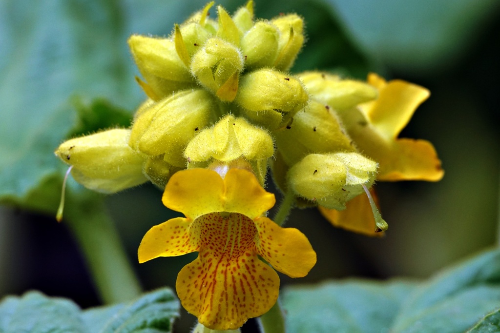 元食虫植物：イビセラ・ルテア