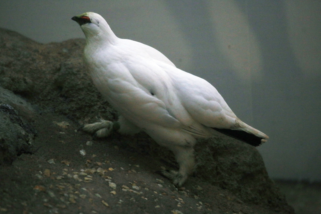 ライチョウ(冬羽）