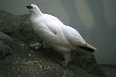 ライチョウ(冬羽）