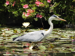 花鳥水鏡ー２