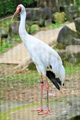 ソデグロヅル