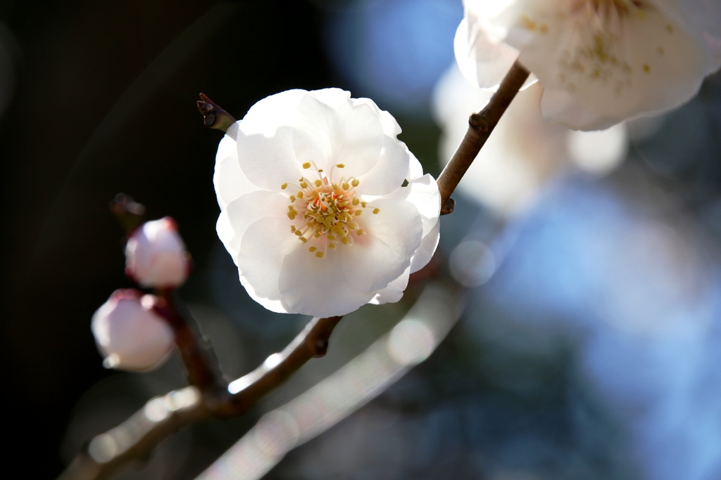 桜梅