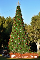 動物園内のクリスマスツリー