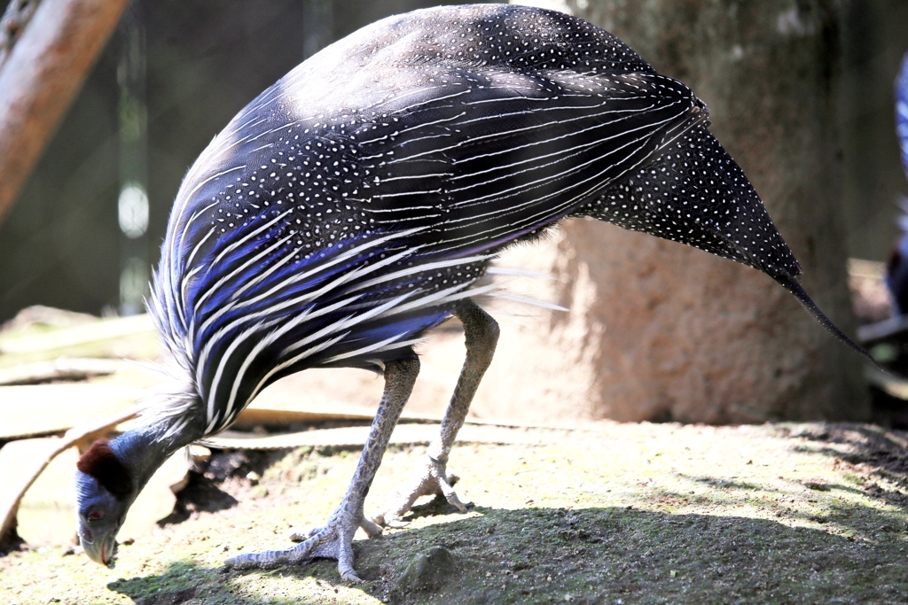 フサホロホロチョウ