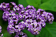 香る小紫の花：ヘリオトロープ(スイートバニラ)