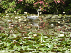 花鳥水鏡ー１