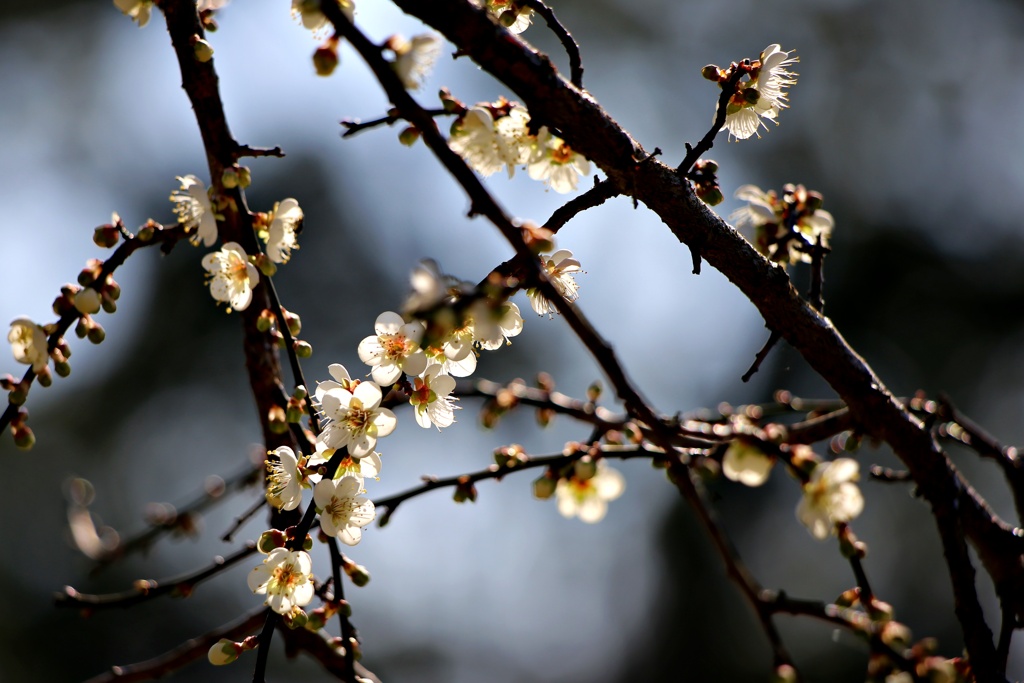 ウメは咲いたか桜はまだかいな～(品種不明）
