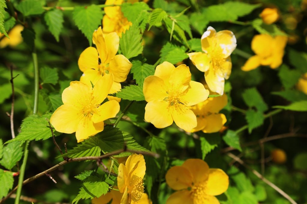 ４月の思い出花：ヤマブキ