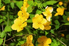 ４月の思い出花：ヤマブキ