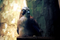 カケス