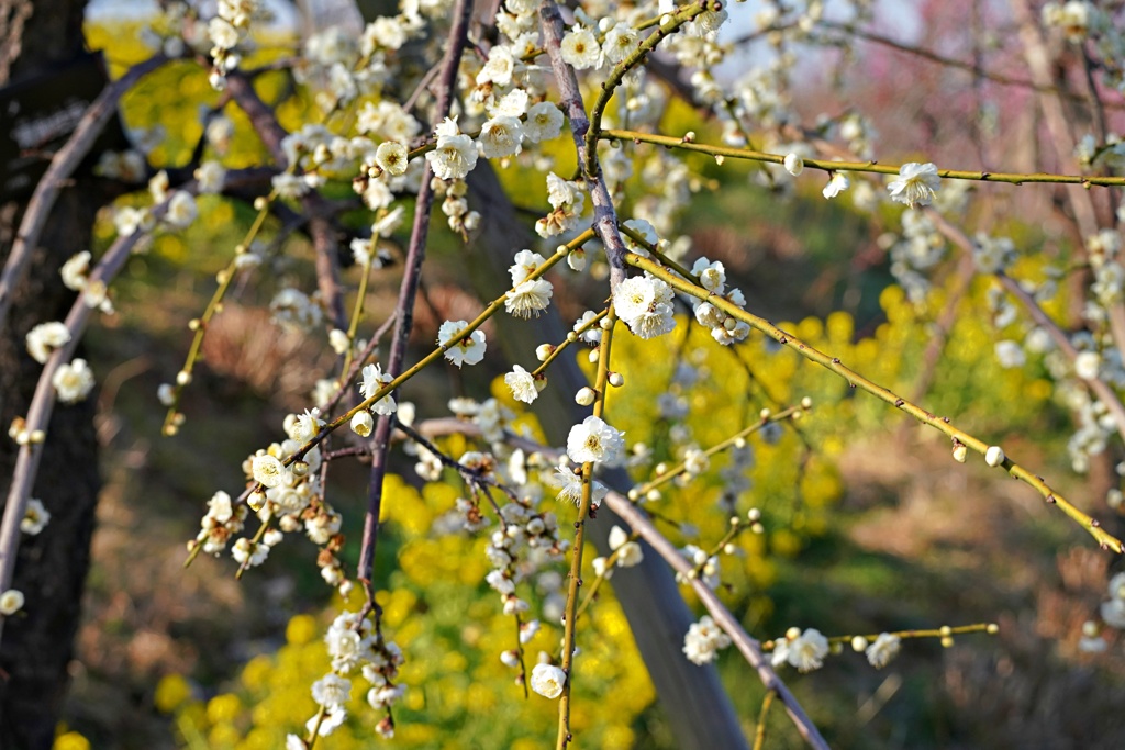 梅と菜の花①