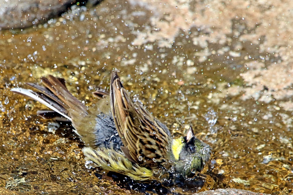 水浴び中②