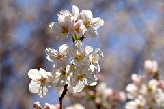 桜前線真っただ中①