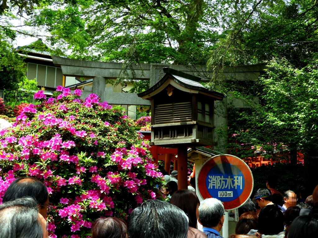 2019年根津神社つつじまつり：千本鳥居近辺