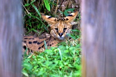 何見とんねん！見世物やないゾー、動物園やけど